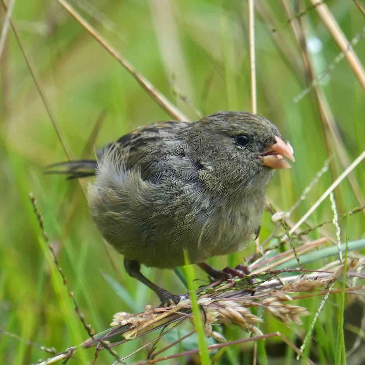 Plain-colored Seedeater - ML618513246