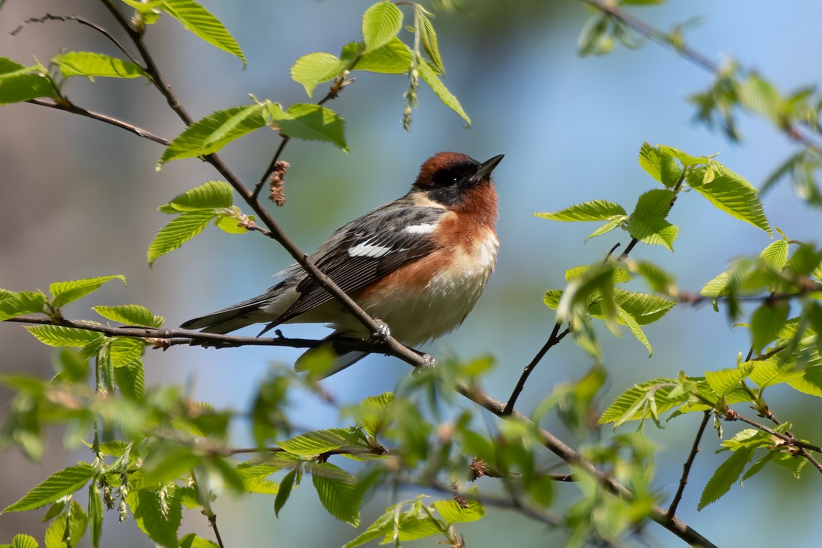 Bay-breasted Warbler - ML618513299