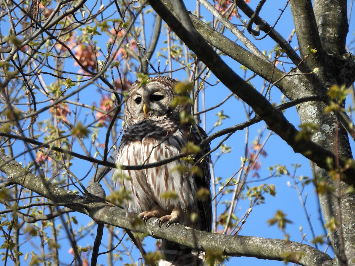 Barred Owl - ML618513313