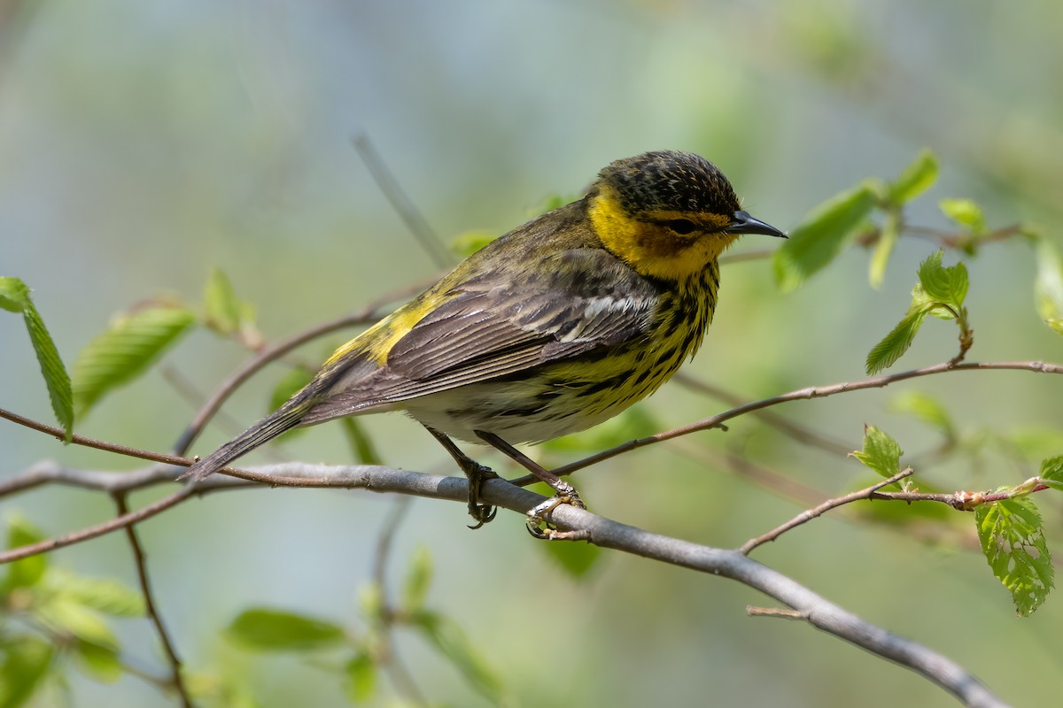 Cape May Warbler - ML618513314