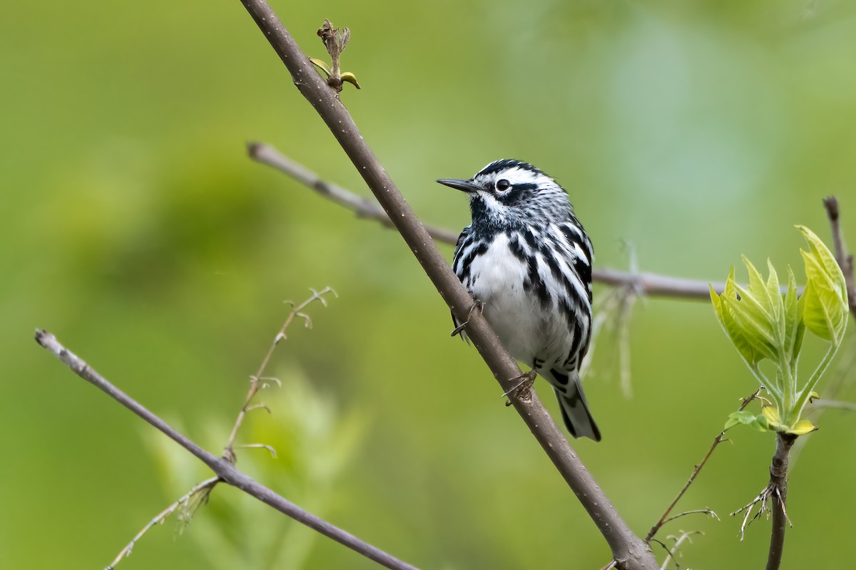 Black-and-white Warbler - ML618513323