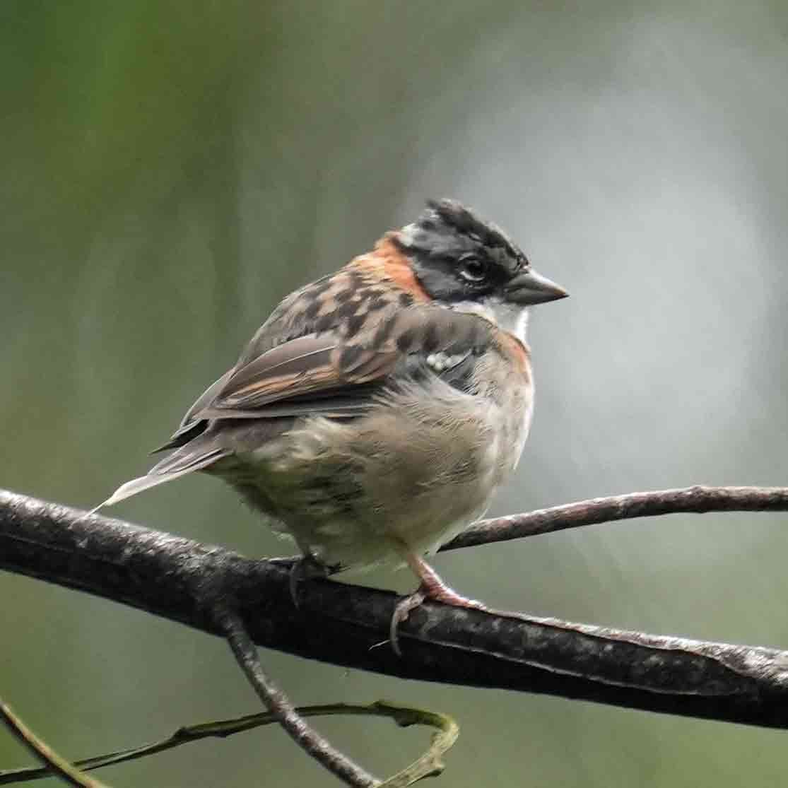 Rufous-collared Sparrow - ML618513346
