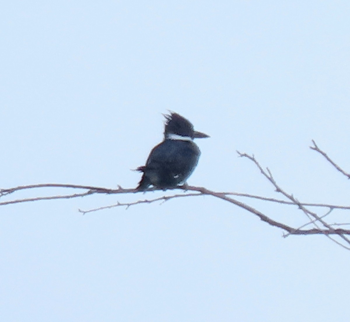 Belted Kingfisher - ML618513350