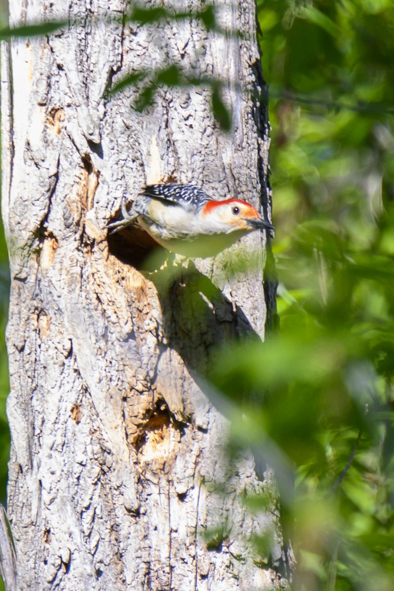 Red-bellied Woodpecker - ML618513352