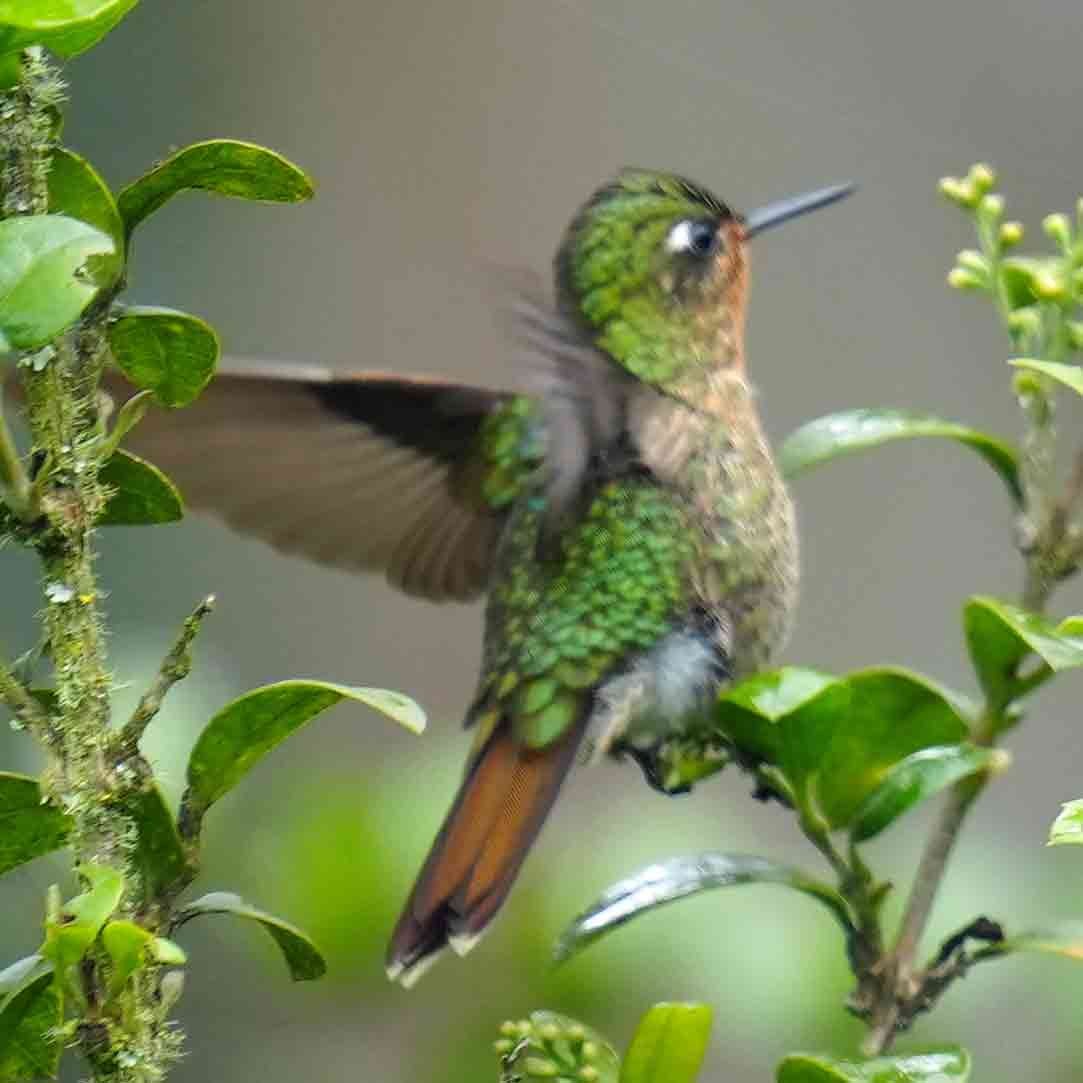 kolibřík dřišťálový - ML618513359