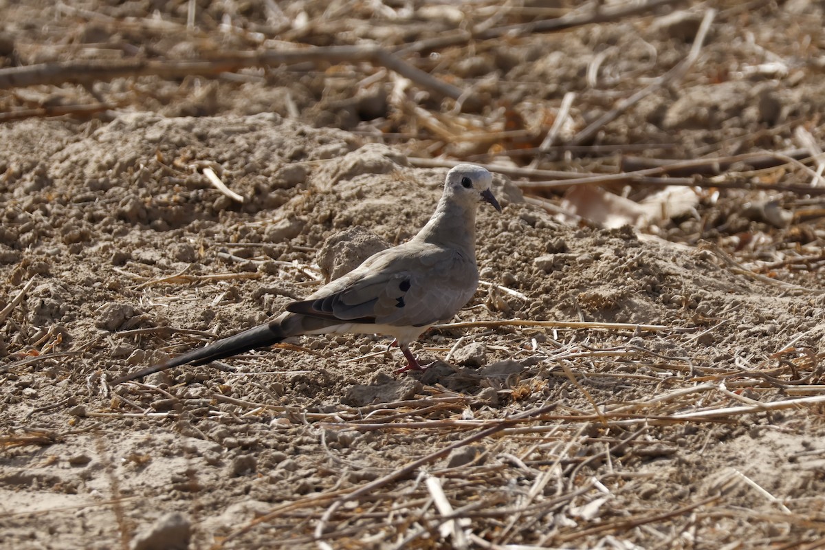 Blue-spotted Wood-Dove - ML618513369