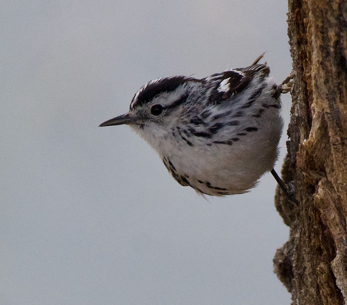 Black-and-white Warbler - ML618513375