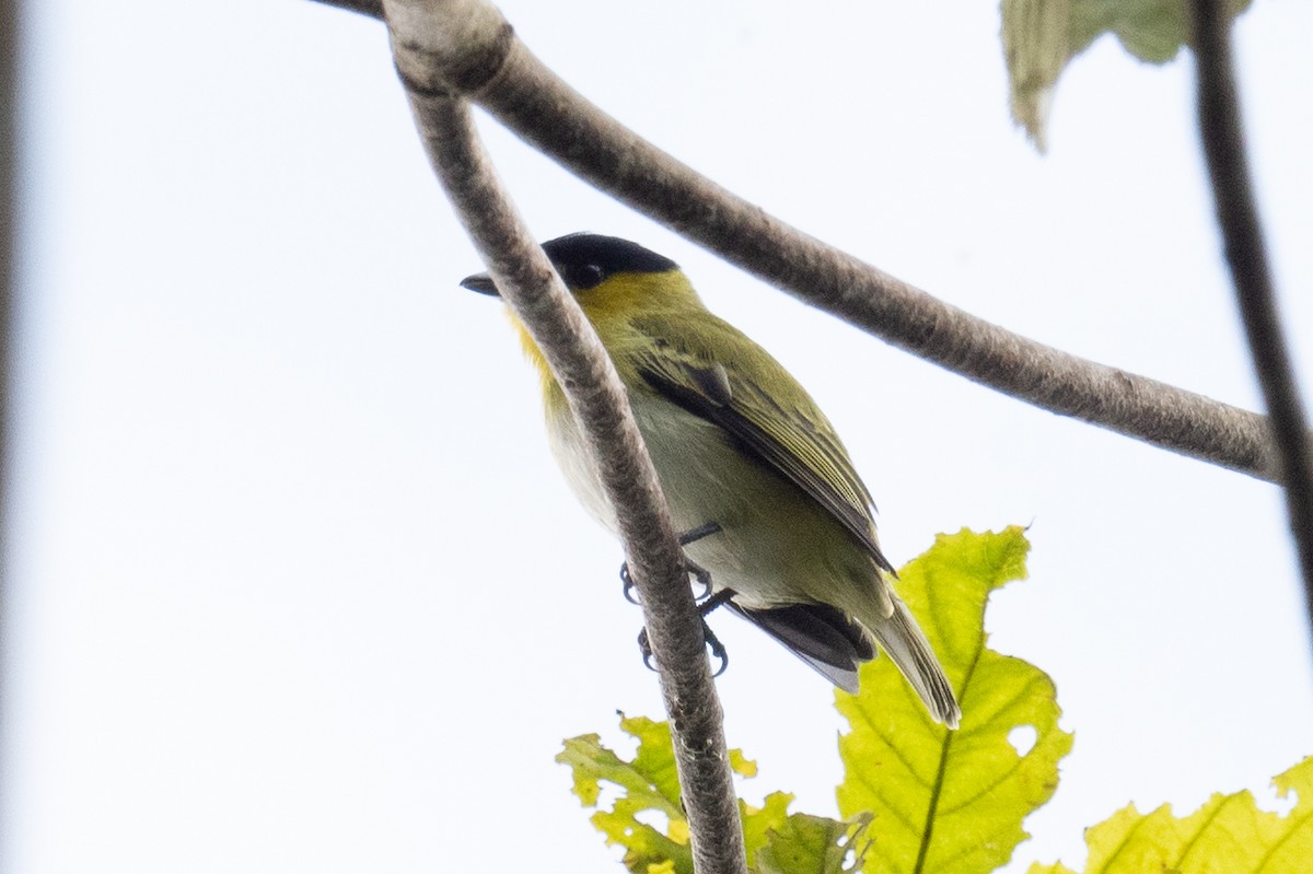 Green-backed Becard (Yellow-cheeked) - ML618513380