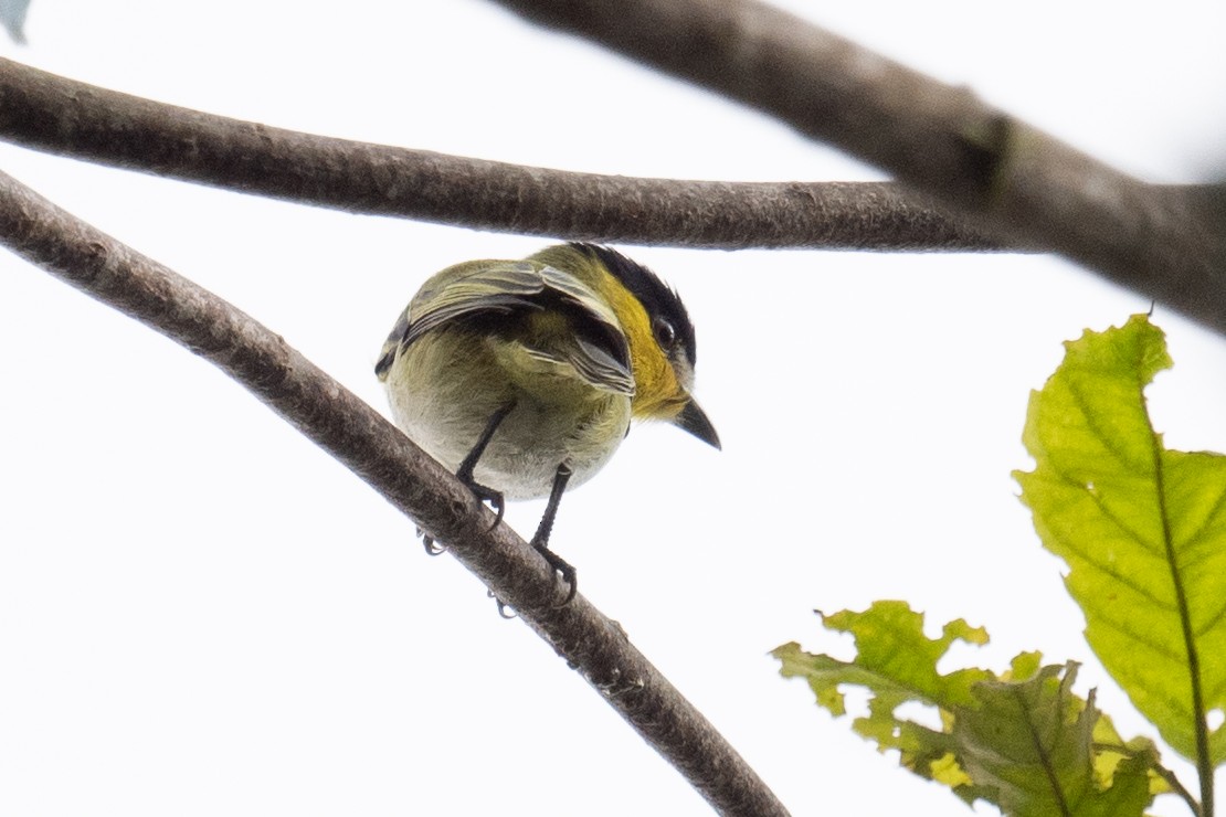 Green-backed Becard (Yellow-cheeked) - ML618513382