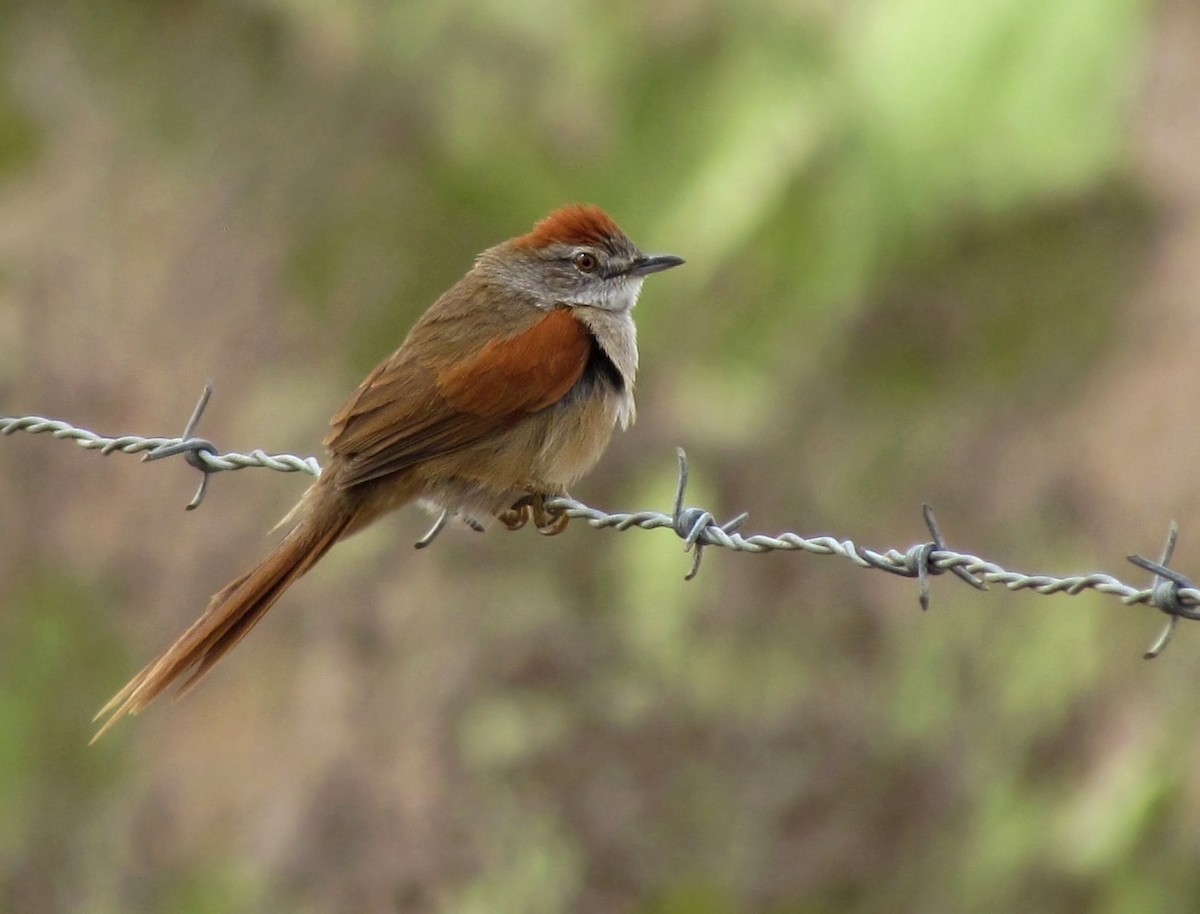 Pale-breasted Spinetail - ML618513391