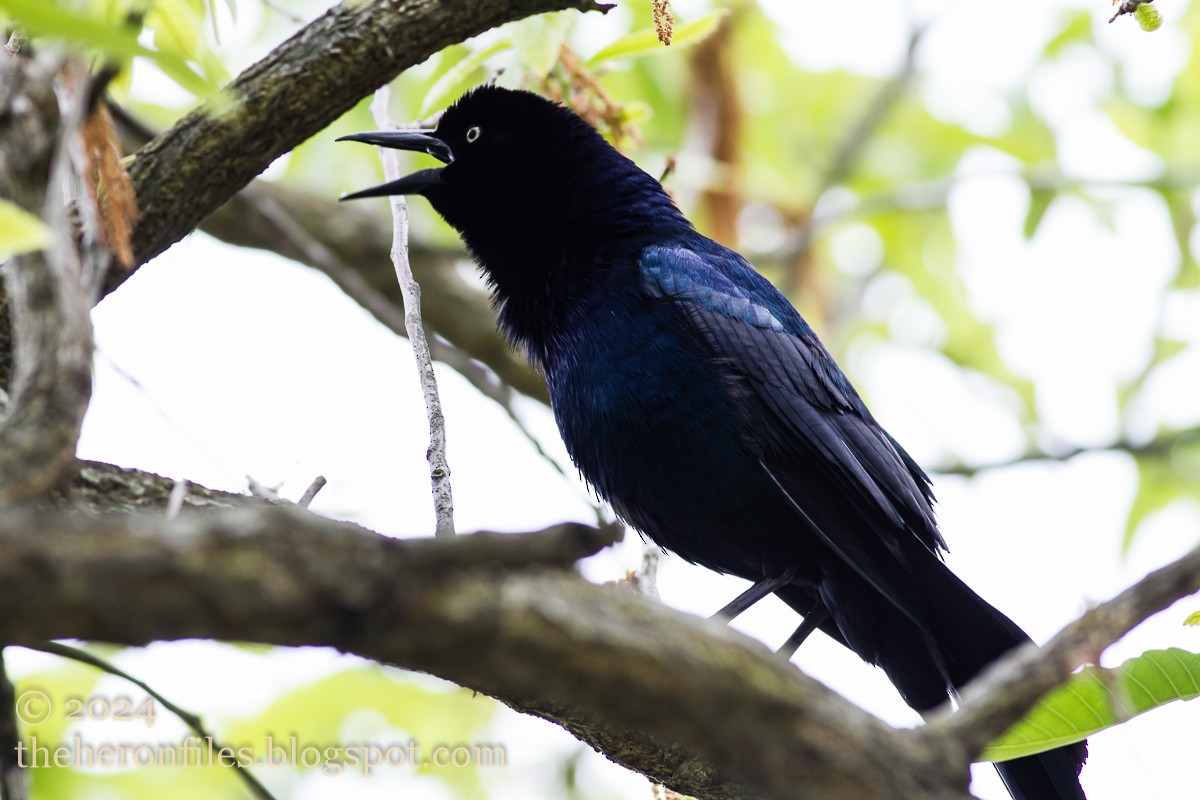 Boat-tailed Grackle - ML618513399