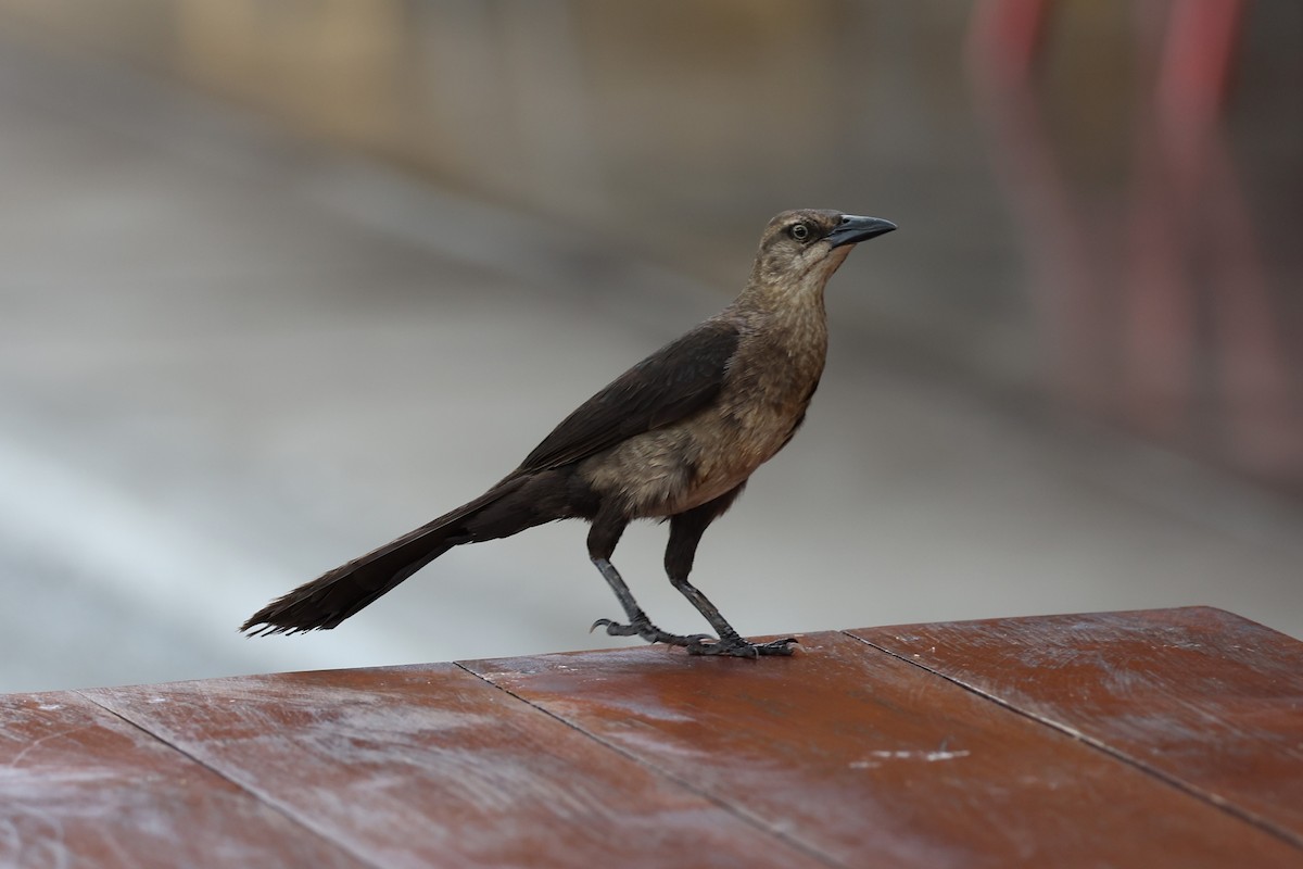 Great-tailed Grackle - ML618513405
