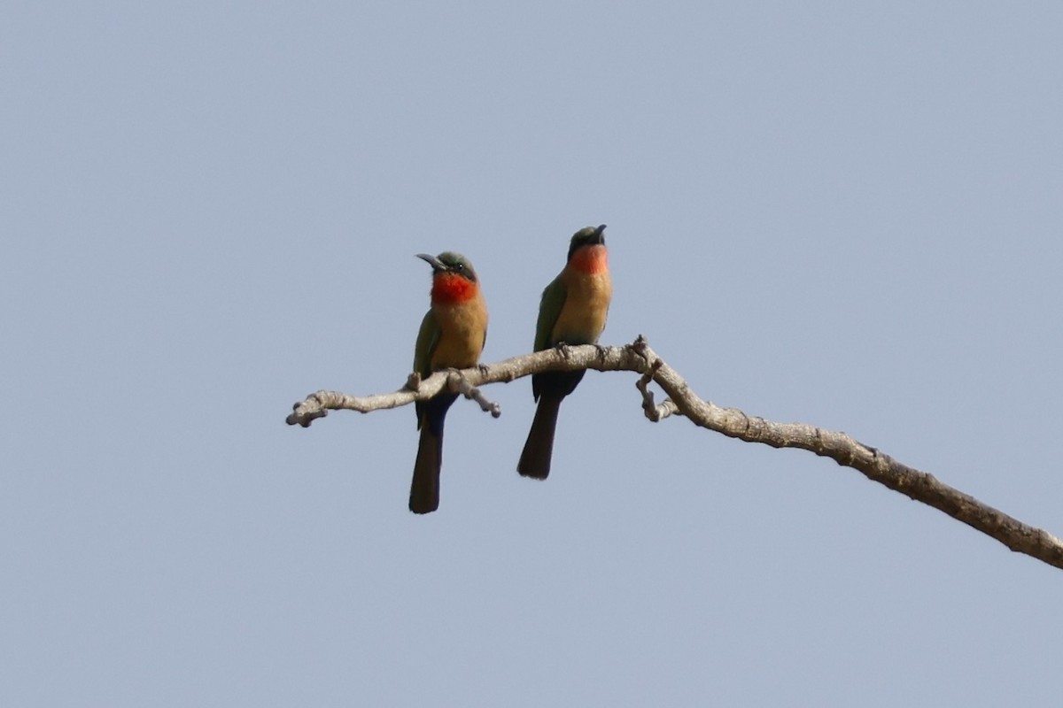 Red-throated Bee-eater - ML618513409