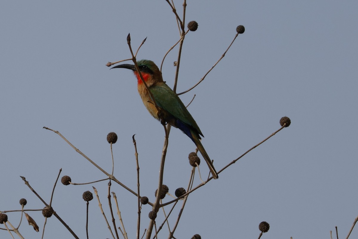 Red-throated Bee-eater - Mathieu Soetens