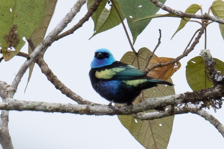 Blue-necked Tanager - ML618513422
