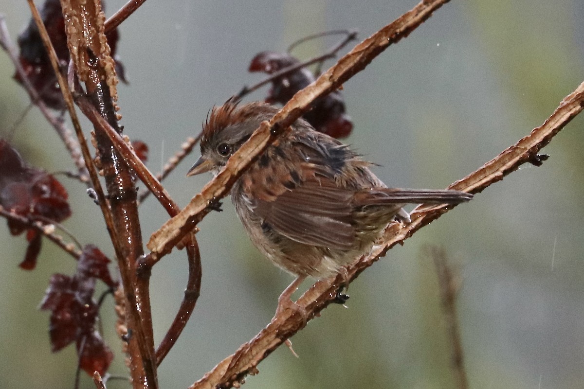 Swamp Sparrow - Irvin Pitts