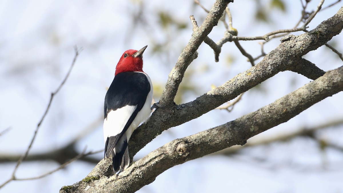 Red-headed Woodpecker - ML618513443