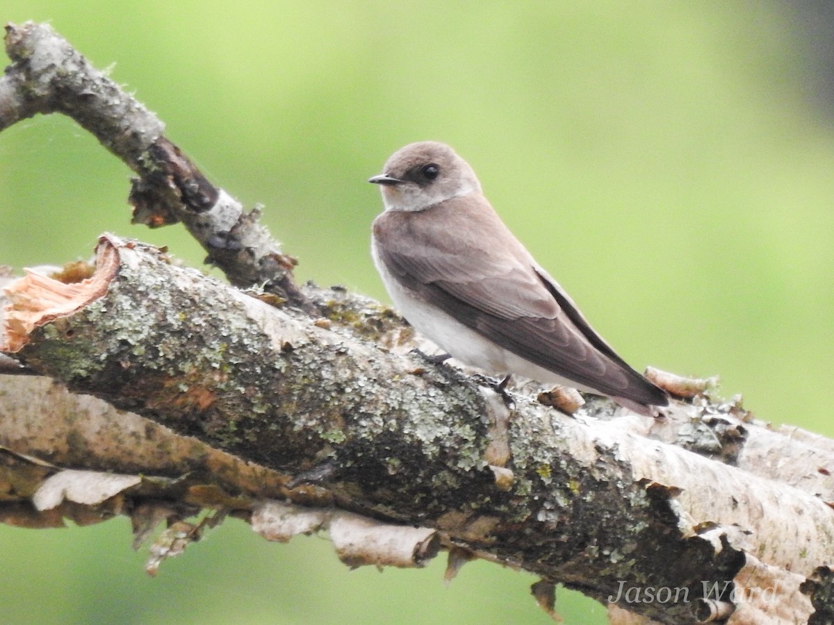 Northern Rough-winged Swallow - ML618513462