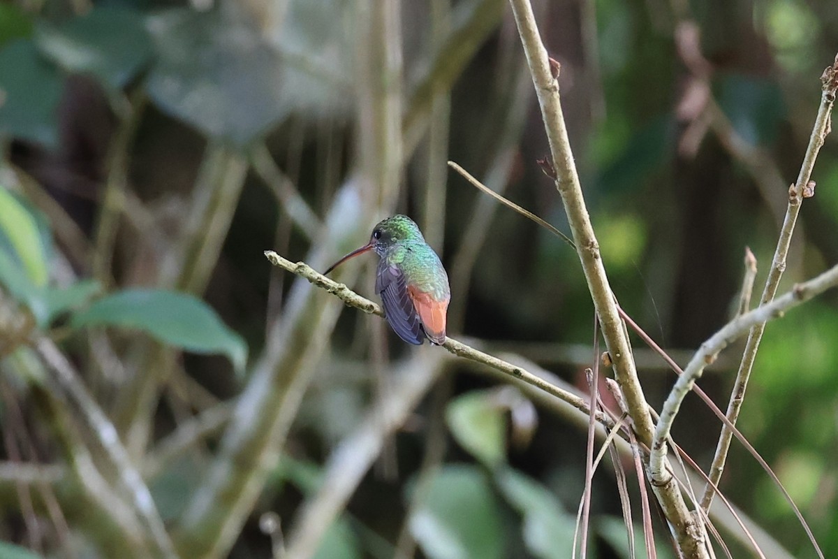 Rufous-tailed Hummingbird - ML618513469