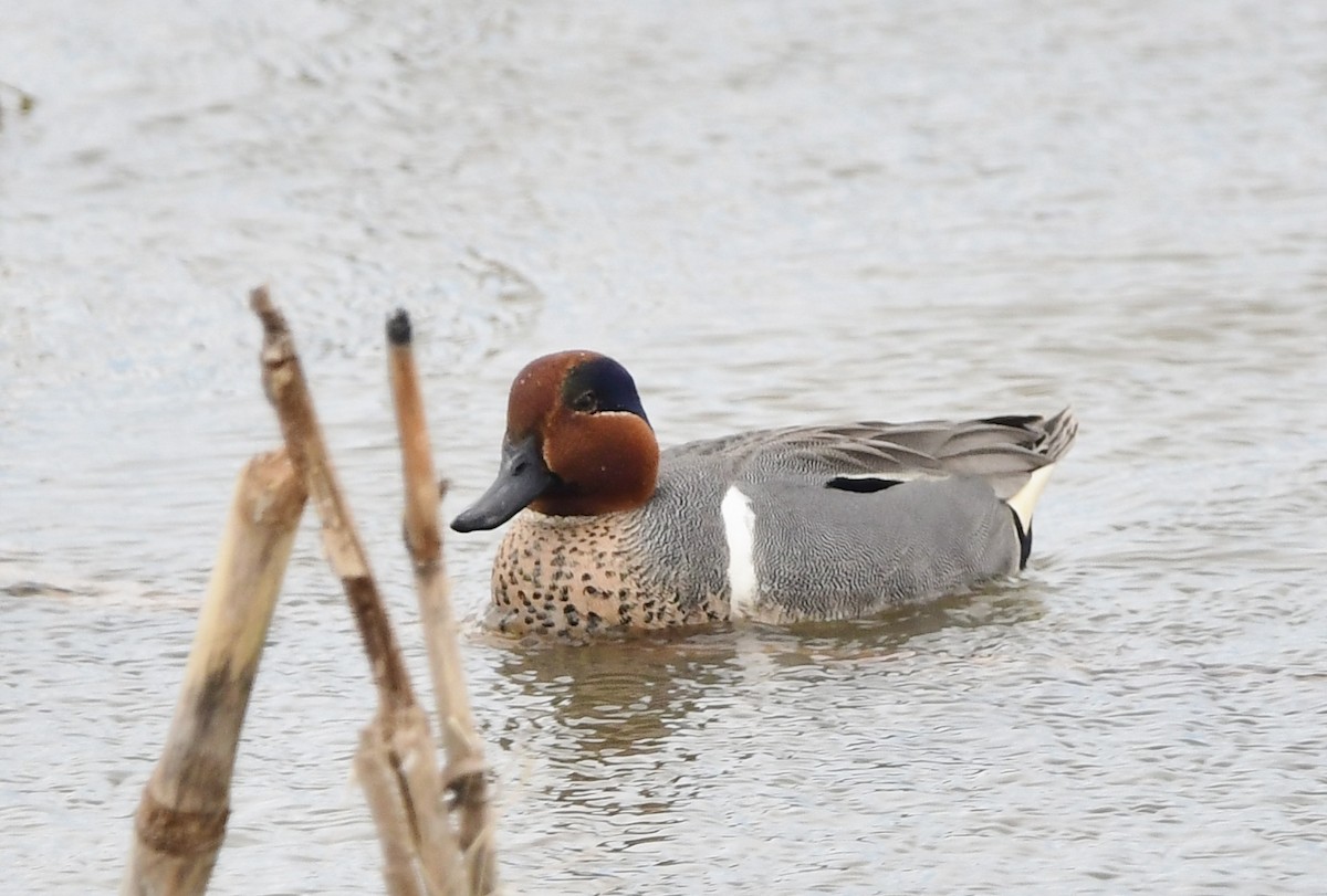 Green-winged Teal - Michele Chartier