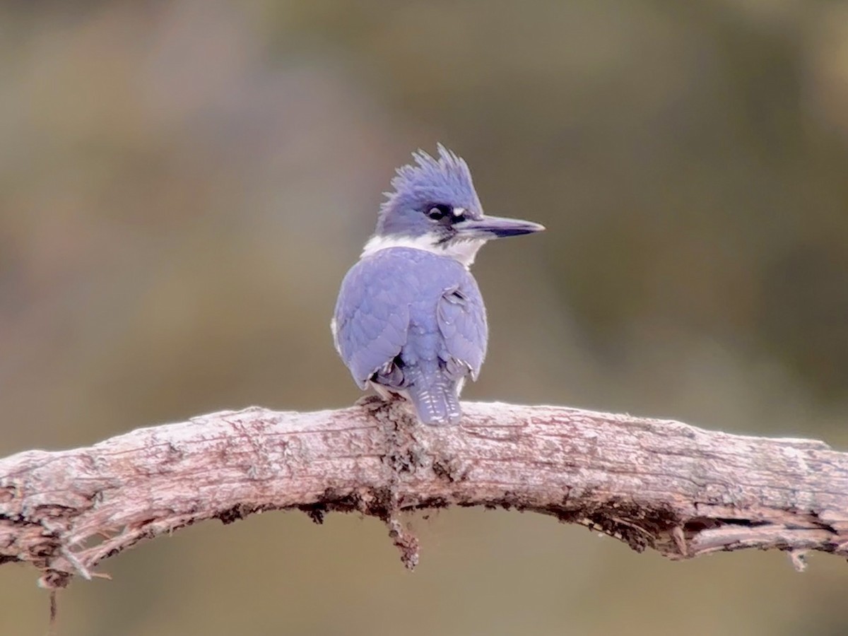 Belted Kingfisher - ML618513485