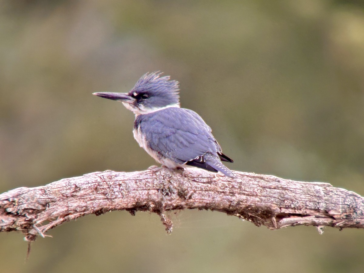 Belted Kingfisher - ML618513487