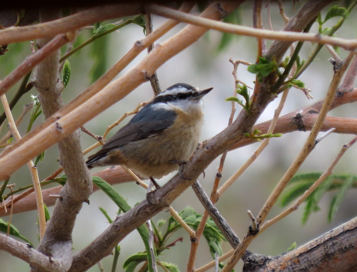 Red-breasted Nuthatch - ML618513488