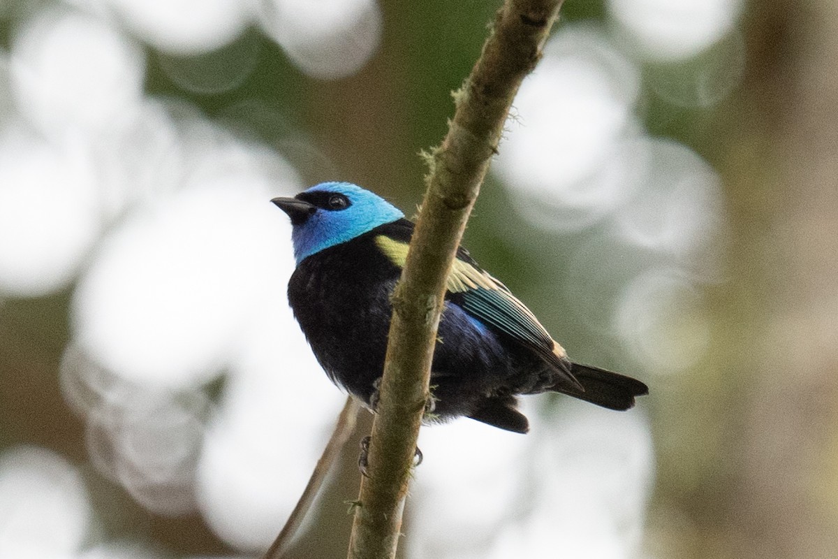 Blue-necked Tanager - ML618513499
