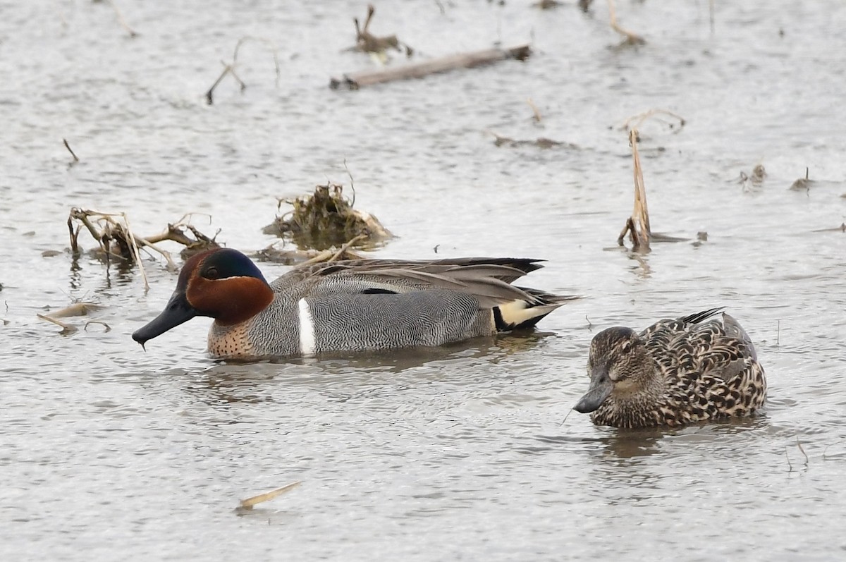 Green-winged Teal - ML618513502