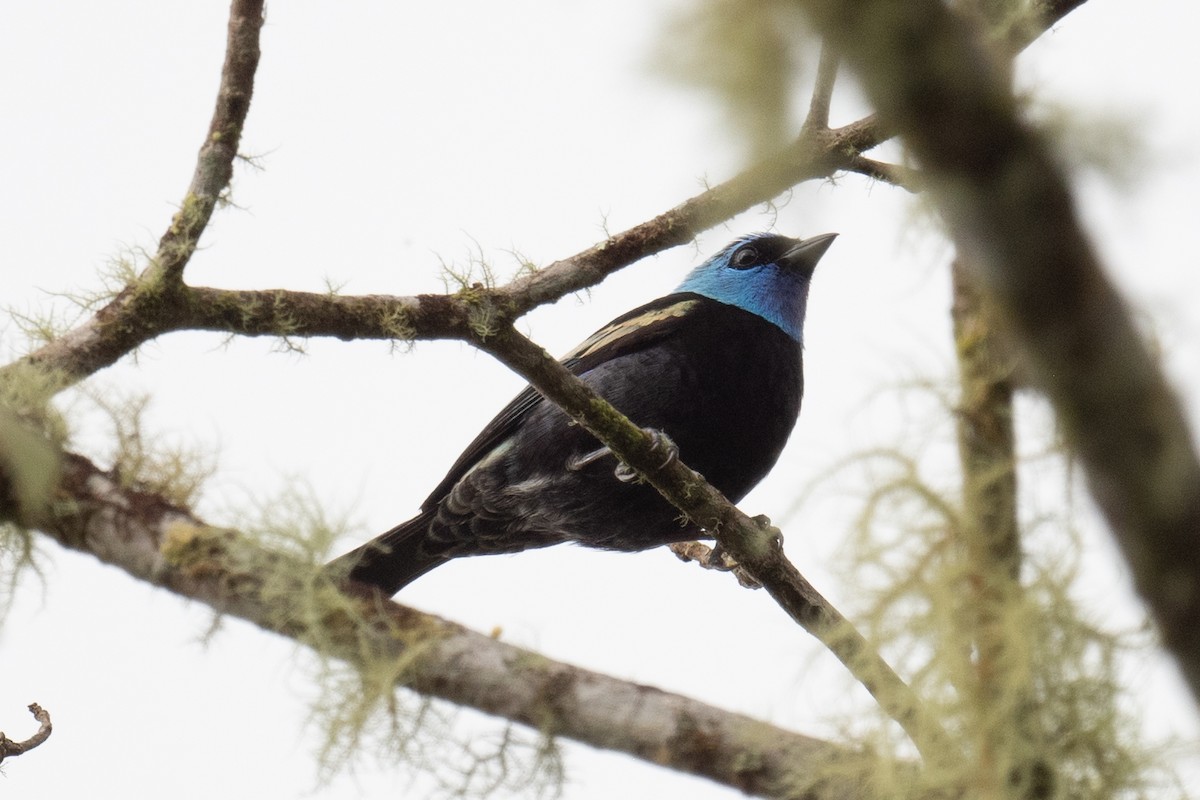 Blue-necked Tanager - ML618513506