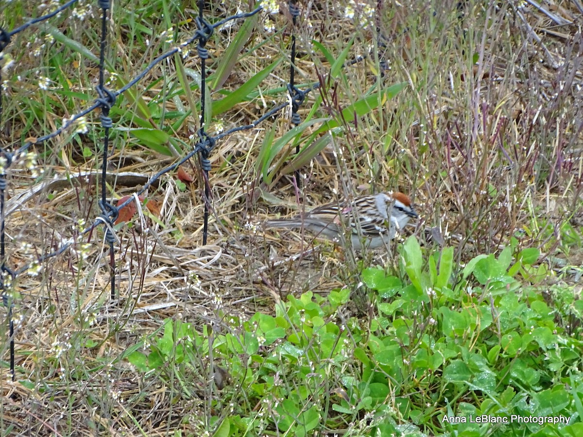 Chipping Sparrow - ML618513516