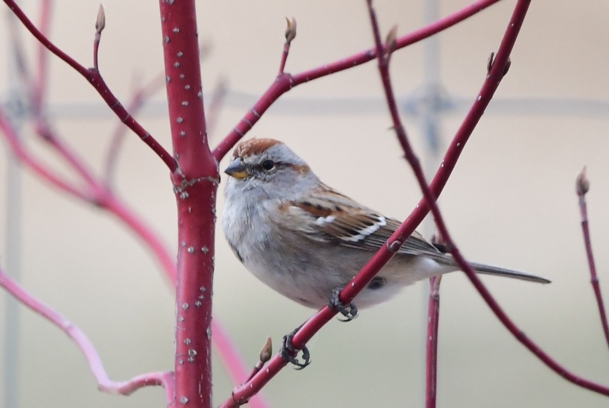 American Tree Sparrow - ML618513538