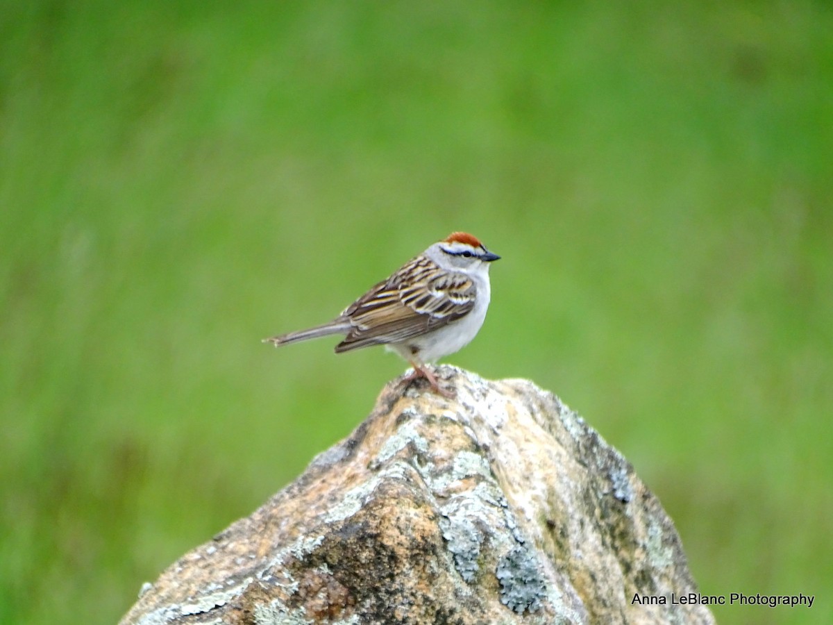Chipping Sparrow - ML618513566