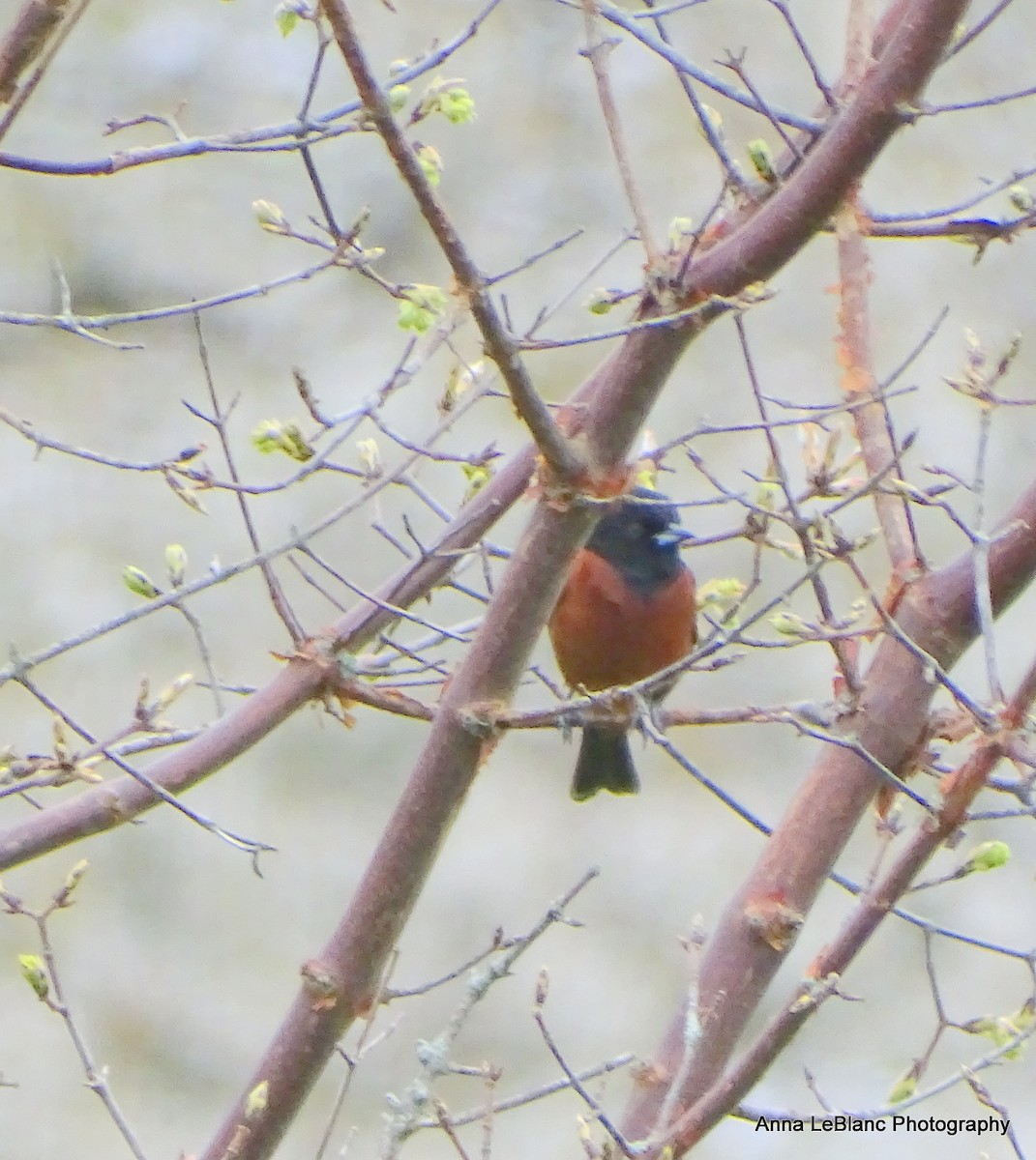 Orchard Oriole - ML618513583