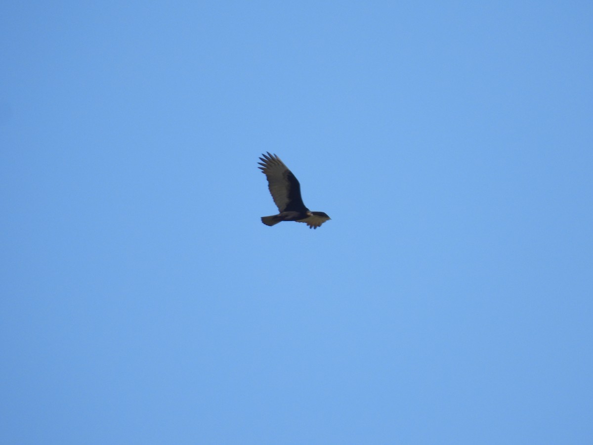 Lesser Yellow-headed Vulture - ML618513619