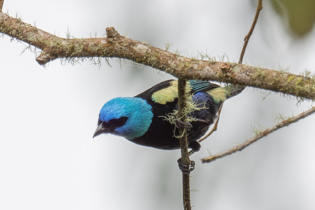 Blue-necked Tanager - ML618513632
