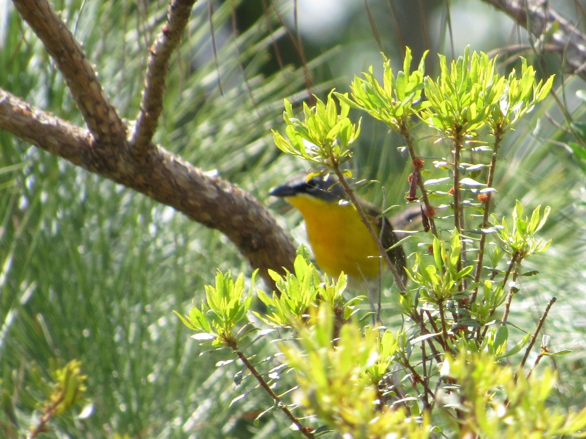 Yellow-breasted Chat - ML618513646