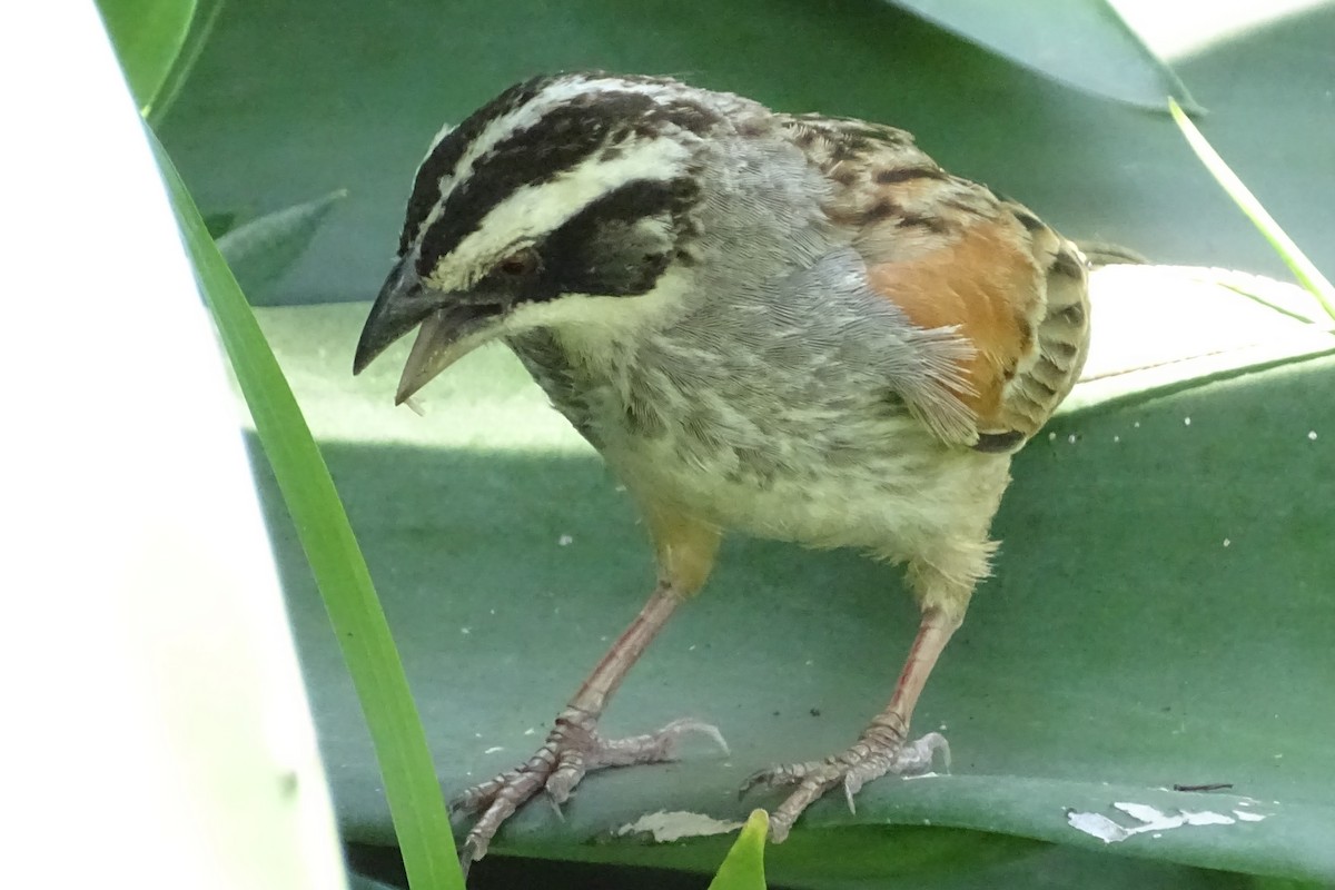 Stripe-headed Sparrow - ML618513650