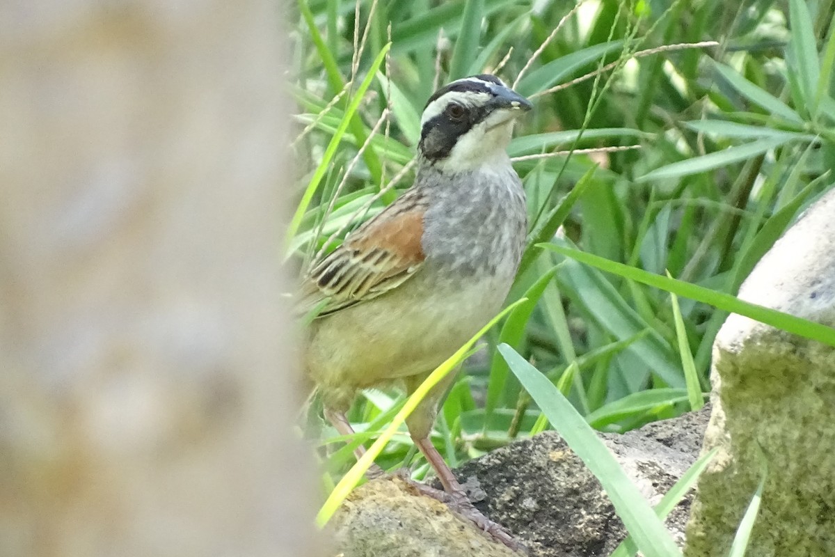 Stripe-headed Sparrow - ML618513651
