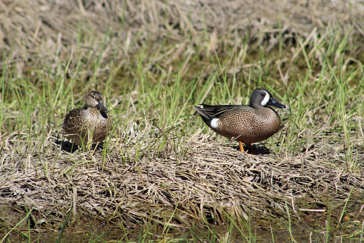Blue-winged Teal - ML618513666