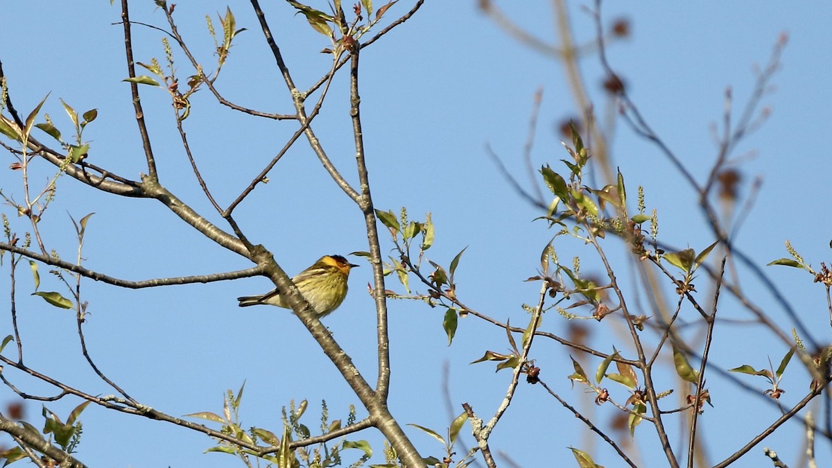 Cape May Warbler - ML618513667
