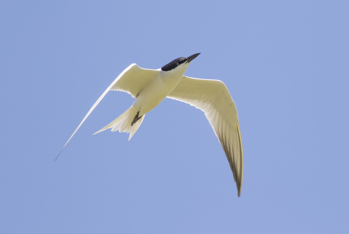 Gull-billed Tern - ML618513683