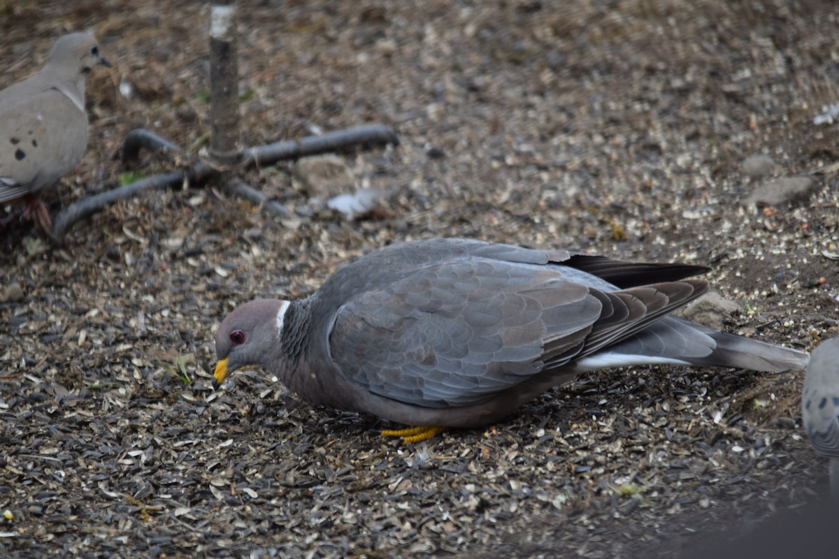 Band-tailed Pigeon - ML618513686