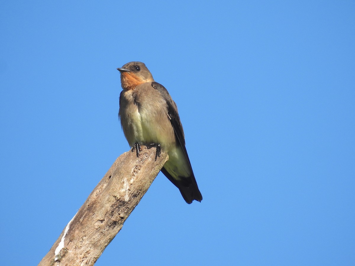Southern Rough-winged Swallow - ML618513697
