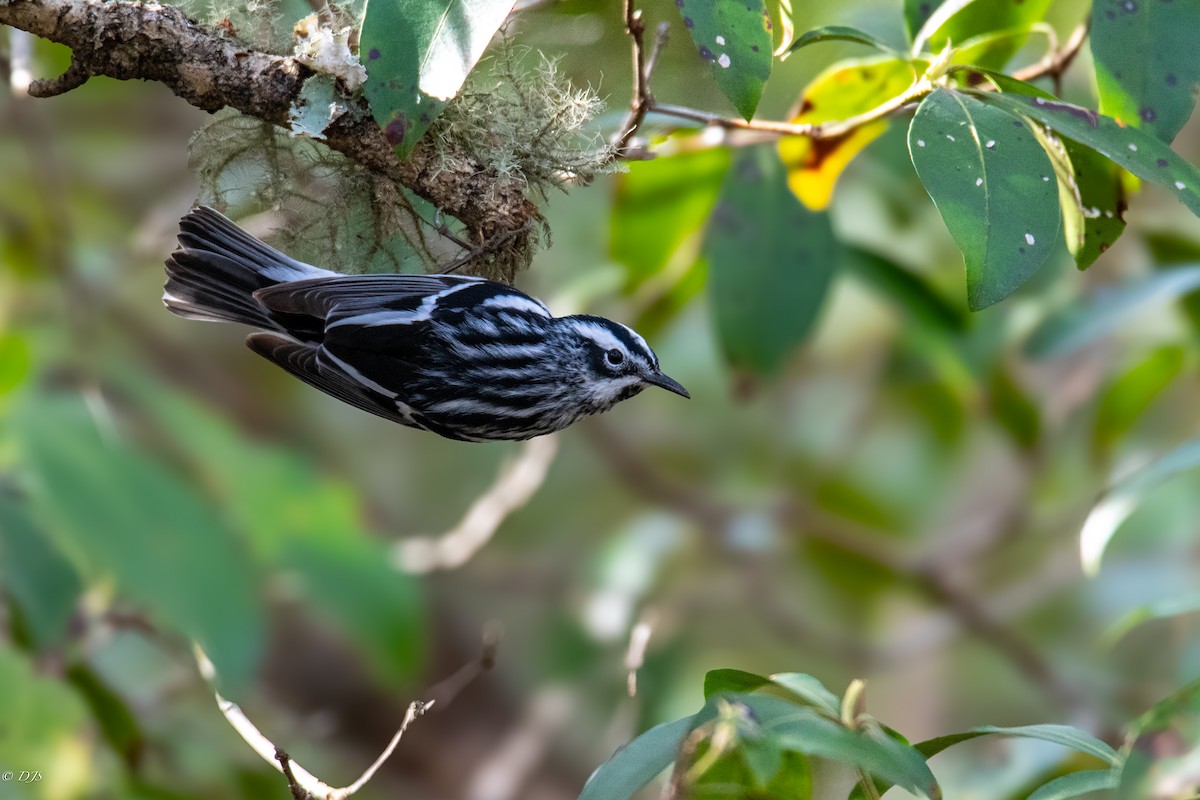 Black-and-white Warbler - ML618513709