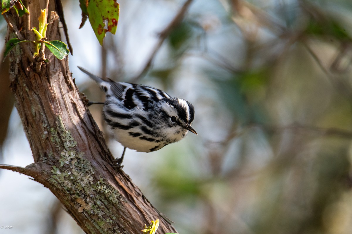 Black-and-white Warbler - ML618513711