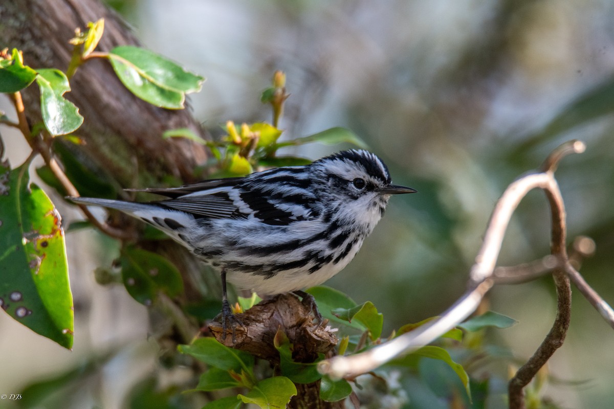 Black-and-white Warbler - ML618513712