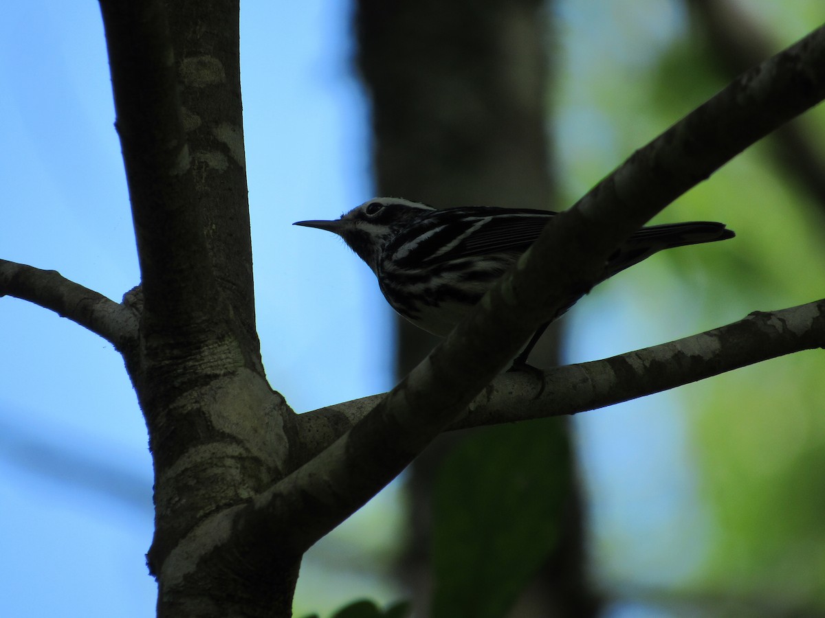 Black-and-white Warbler - ML618513725