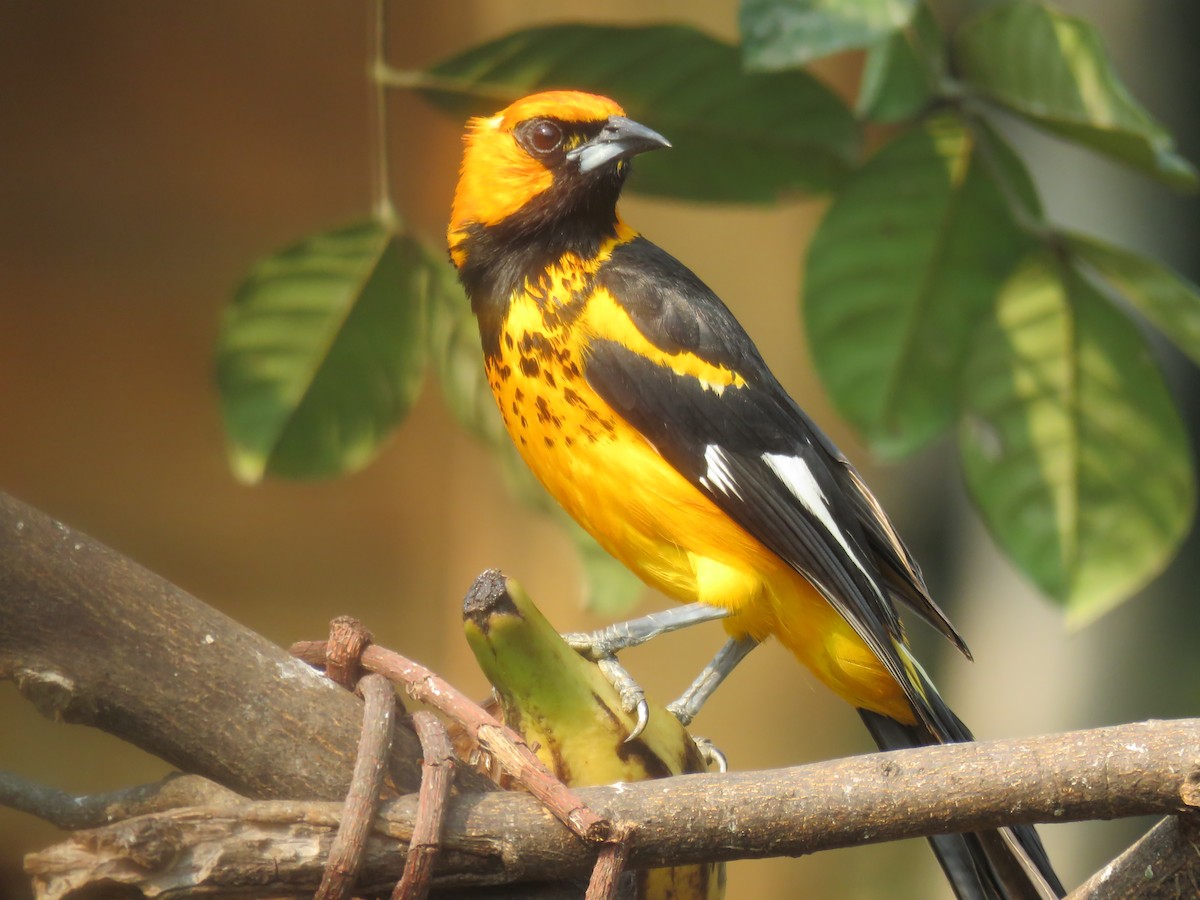 Spot-breasted Oriole - ML618513727