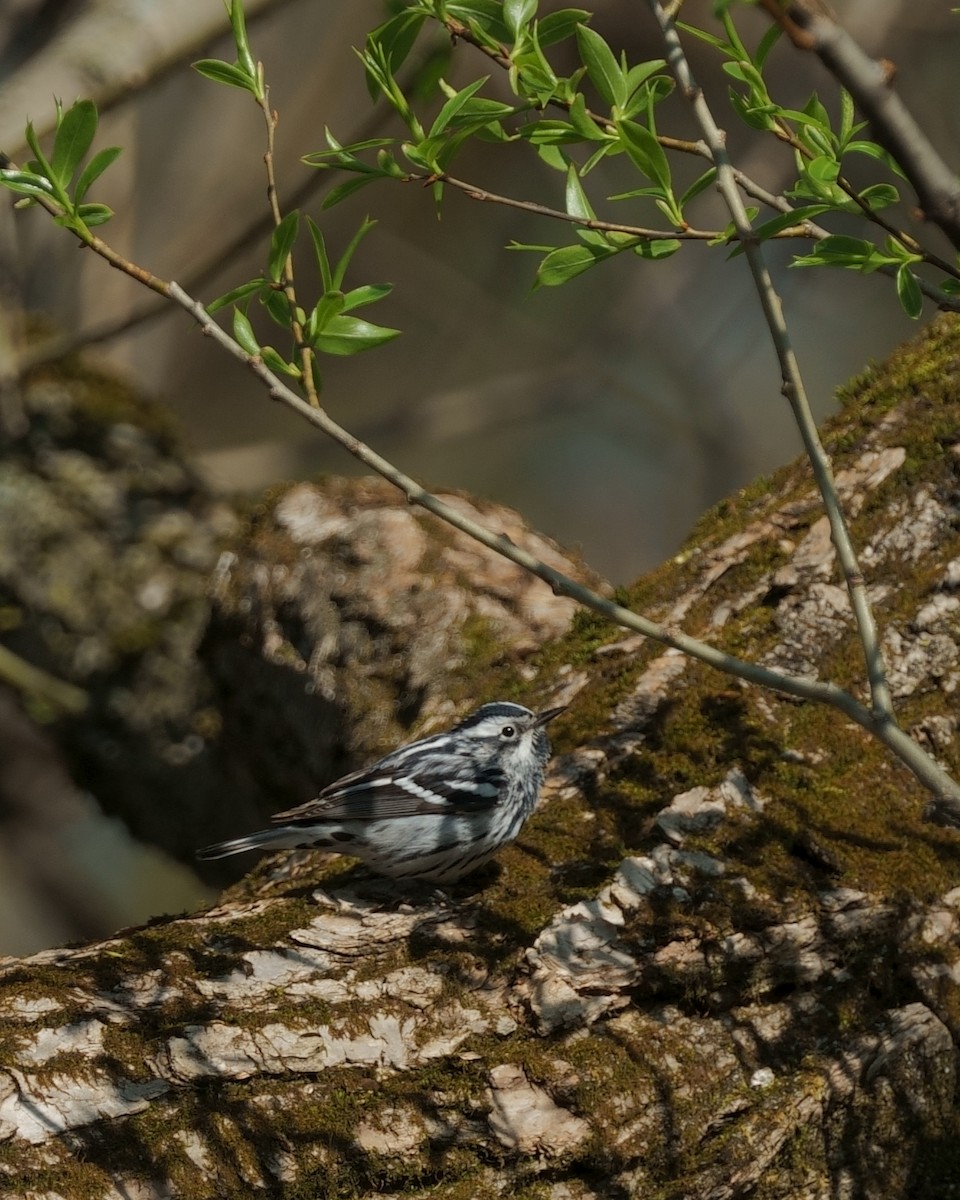 Black-and-white Warbler - Guillaume Charette